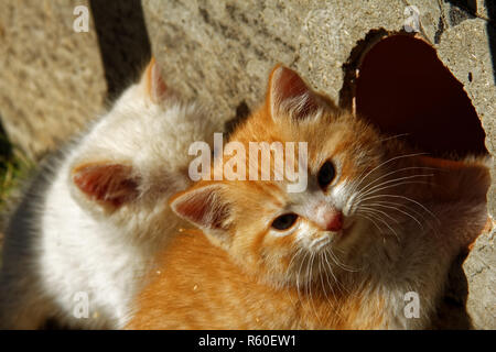 white and ginger kittens play about rural home Stock Photo