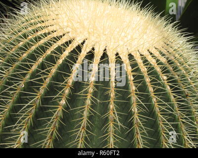 round cactus,mother-in-law seat,gold ball cactus Stock Photo