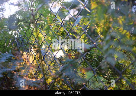 fence wire background trees park garden green area fern ivy light green Stock Photo