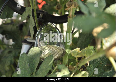 bicycle hollyhock hiding headlight handlebar reflection green Stock Photo
