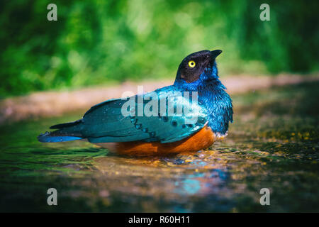 Superb Starling (Lamprotornis superbus) taking a bath Stock Photo