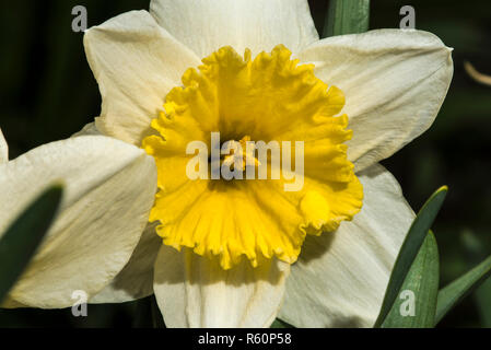 Close up of  White and Yellow Daffodil flower, showing the Fine Detail in the Pedals, Pistil and Stamen Stock Photo