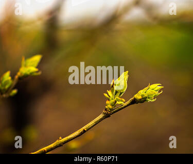 Close up View of Spring Lilac Leaf Buds With a Surreal Green, Brown and White Background Stock Photo