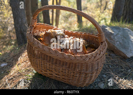 Wicker basket full of forest mushrooms on nature background Stock Photo