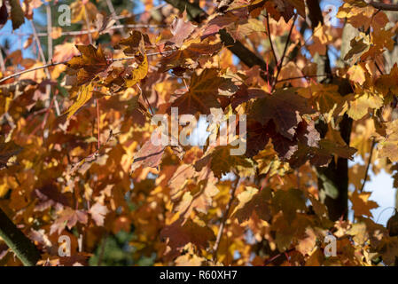 Yellow leaves on a tree during the autumn Stock Photo