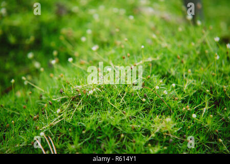 close up on small flowers of sagina subulata Stock Photo