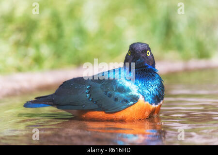Superb Starling (Lamprotornis superbus) taking a bath Stock Photo