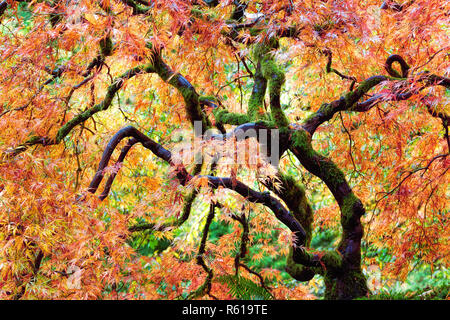 Japanese Lace Leaf Maple Tree in Fall Stock Photo