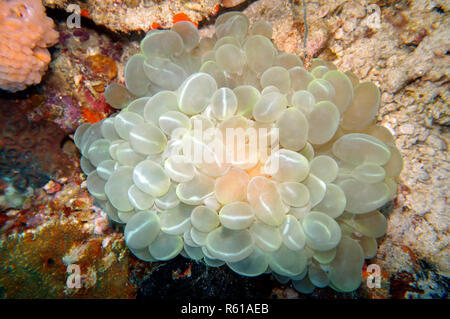 bubble coral (plerogyra sinuosa) Stock Photo