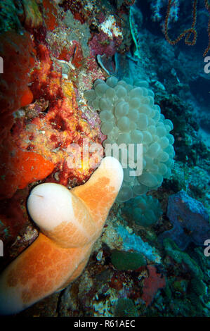 roller sea star (choriaster granulatus) and bubble coral (plerogyra sinuosa) Stock Photo