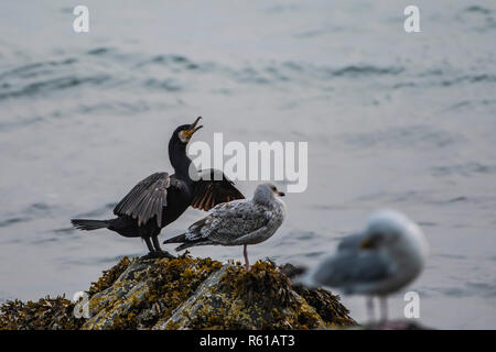 Great Cormorant drying wings in company with seagulls on the rock. Stock Photo