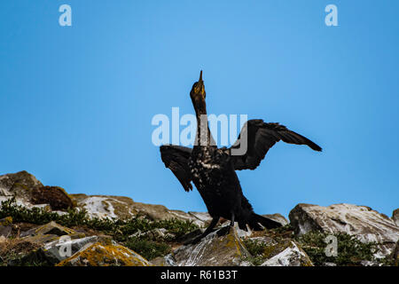 Great Cormorant drying wings after fishing on rocky cliff. Stock Photo