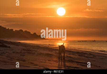 Lonely dog on empty beach in golden sunrise.  A lonely dog trots along an empty beach in early morning sunrise. Stock Photo