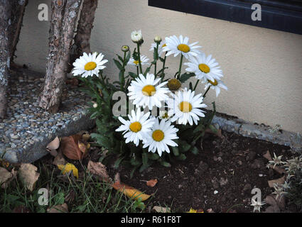 A beautiful group of camomile flowers growing in garden near to the house picked. Blooming camomile in autumn with yellow and dry leaves dropped down. Stock Photo