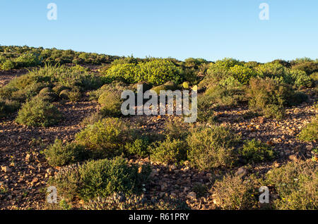 Green desert after period of rain in Sidi Ifni, Morocco