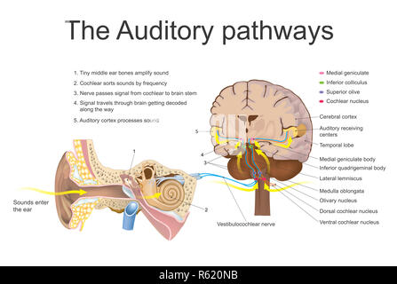 The auditory system. Education info graphic vector. Stock Photo