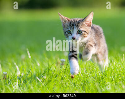 Little striped kitten hiding in the grass Stock Photo