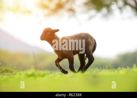 Cute and little black lamb running Stock Photo