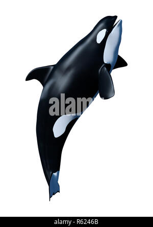 3D Rendering Orca Killer Whale Calf on White Stock Photo