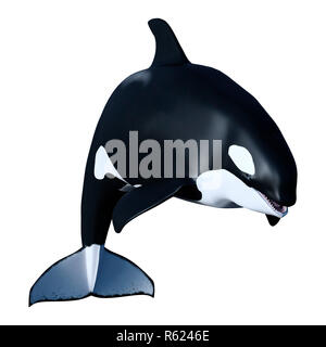 3D Rendering Orca Killer Whale Calf on White Stock Photo