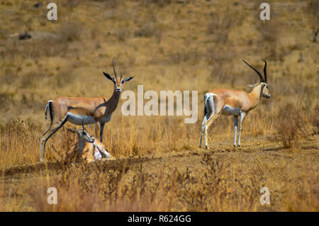 hree antelopes in the savanna Stock Photo