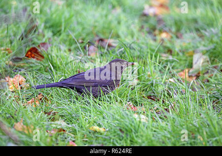 female blackbird on orchard meadow in november Stock Photo