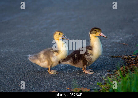 Two young muscovy duck chicks crossing the asphalt street. Stock Photo