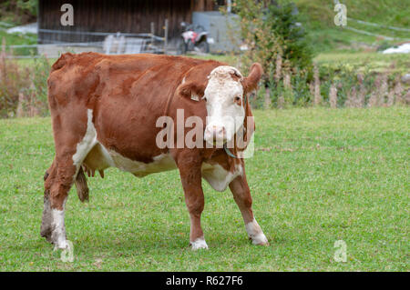Tyrolean Brown Cow without horns grazing in a mountain pasture, Stubai Valley, Tyrol, Austria Stock Photo