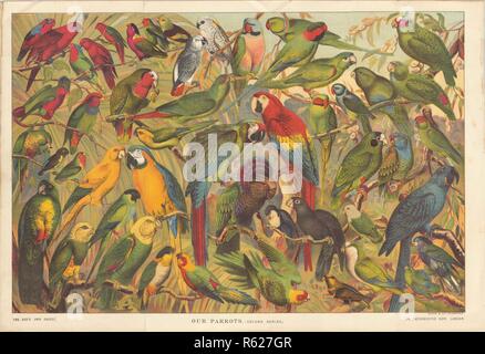 Our Parrots (Second Series) published in the Boy's Own Paper 1885 Stock Photo