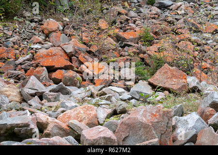 Close-up of a patch of bright orange Trentepohlia sp. alga growing on rocks. The bright orange colour is caused by the presence of large quantities of Stock Photo