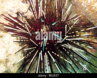 pencil tiara sea urchin (echinothrix calamaris),calamaris sea urchin Stock Photo