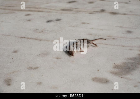 Little dead mouse laying on a white marble stone floor brutally killed by a cat, a predator killed his prey. Stock Photo