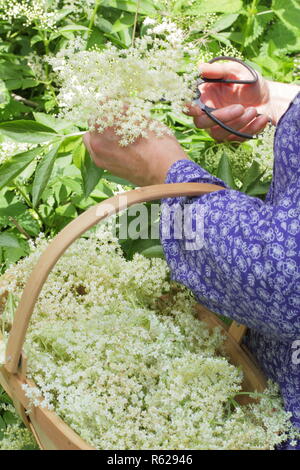 Sambucus nigra. Hedgerow elderflowers being gathered into a trug basket  in summer, UK Stock Photo