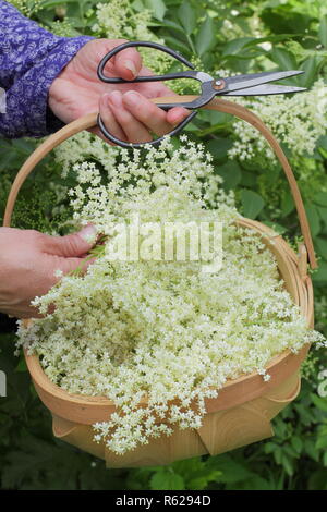 Sambucus nigra. Hedgerow elderflowers being gathered into a trug basket  in summer, UK Stock Photo