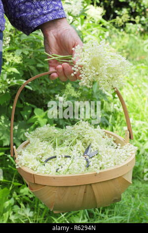 Sambucus nigra. Hedgerow elderflowers being gathered into a trug basket  in summer, UK Stock Photo