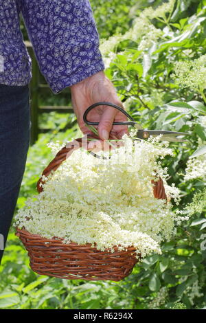 Sambucus nigra. Hedgerow elderflowers being gathered into a trug basket  in summer, UK Stock Photo