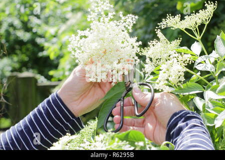 Sambucus nigra. Elderflower harvesting from a hedgerow in the English countryside, summer, UK Stock Photo