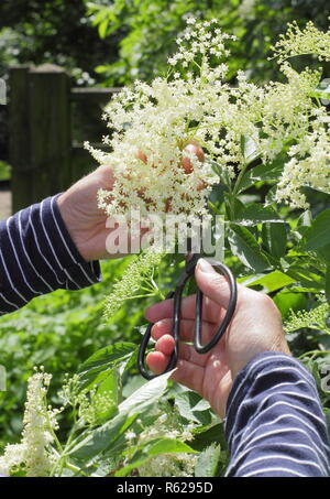 Sambucus nigra. Elderflower harvesting from a hedgerow in the English countryside, summer, UK Stock Photo