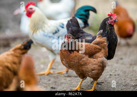 Group of grown healthy red and black hens and big white rooster outdoor walking feeding in poultry yard on bright sunny day. Chicken farming, healthy  Stock Photo