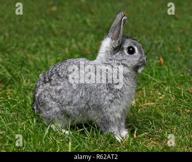 Netherland Dwarf Rabbit Doe Kit Chinchilla Colour - 13 Weeks Stock Photo