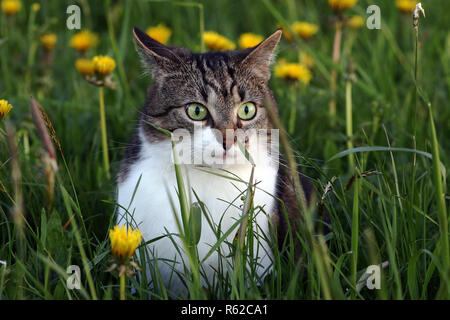 a little cat in the evening on mouse hunt in the field Stock Photo