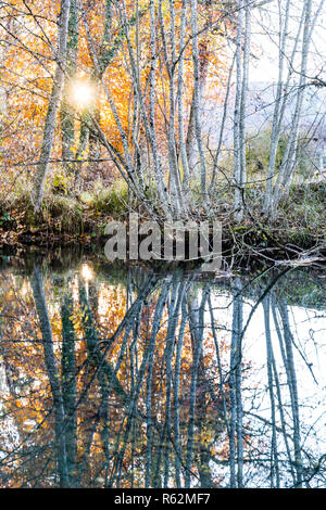 birch trees mirrored in water, sunset in autumn, forest in back light, bern, Switzerland Stock Photo