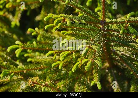 Pine Tree Closeup Stock Photo