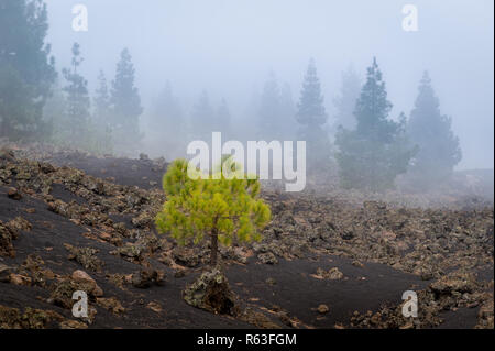 Forest in the fog at Chinyero volcano Stock Photo