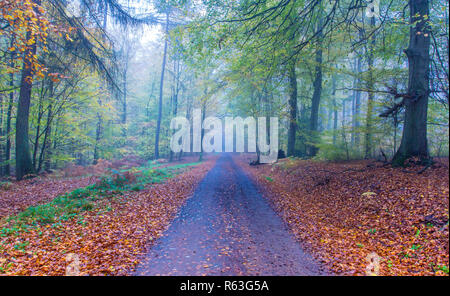 foggy autumn forest road landscape in siebengebirge germany Stock Photo