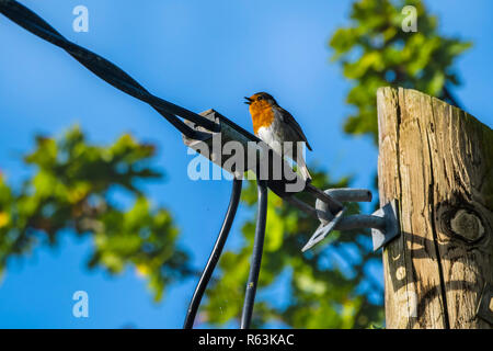 European robin (Erithacus rubecula), sitting on electric pole and singing. Stock Photo