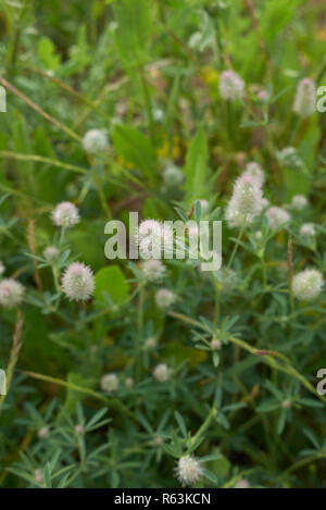 Trifolium arvense close up Stock Photo
