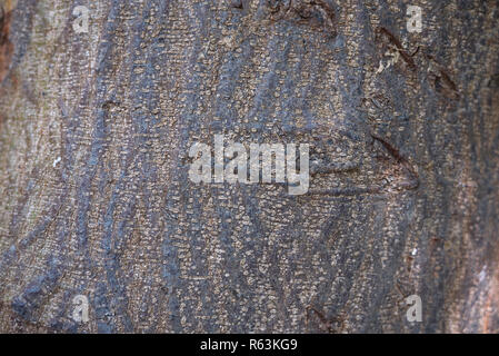 Vachellia karroo bark close up Stock Photo