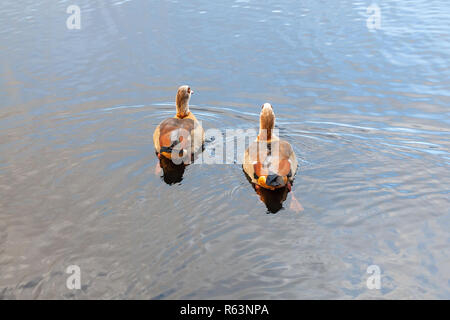two ducks on the pond in Clissold Park, Stoke Newington, North London, UK, Hackney, England Stock Photo