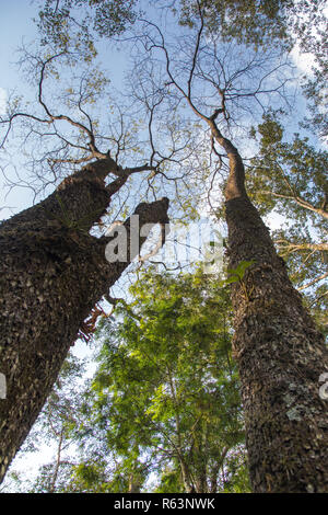Tall trees look up from dense forest